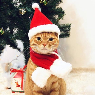 Santapaws_cto's profile picture. Santa Paws is coming to town 🐾 Ad2REW1U4Y4e4uk6NbKo3HTMVVWxiakardqeCixW5G5a