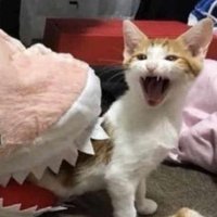 wawawhatrudoing (@chubbywawa1st) 's Twitter Profile
