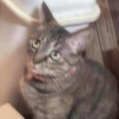 いちかさんのプロフィール画像