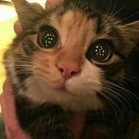 kivilendin (@kivilendinn) 's Twitter Profile