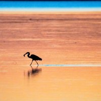 Keith Carter (@googlespixel) 's Twitter Profile