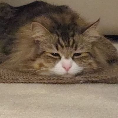 Weoweet Profile