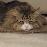 Weoweet (@weoweeeee) 's Twitter Profile