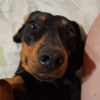hev (@hevfps) 's Twitter Profile