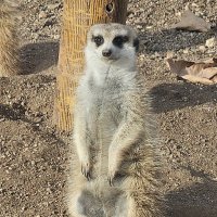 Cerenimo (@cerenimoyeltsov) Twitter profile photo