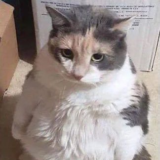 StrayKat100's profile picture. ª