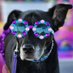 DivaDogMom (@divadogmomtoday) Twitter profile photo DivaDogMom (@divadogmomtoday) Twitter profile photo