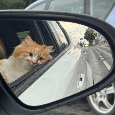 Alexsj09's profile picture. The Dude abides.