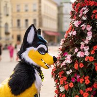 Sutari (@sutari_flavo) 's Twitter Profile
