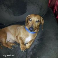 MyOzman (@myozzy2008) 's Twitter Profile