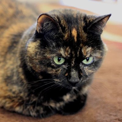 Love IT, IT security, science, and fiction, not always combined. Animals can sense the good in people. Tweets are my own.