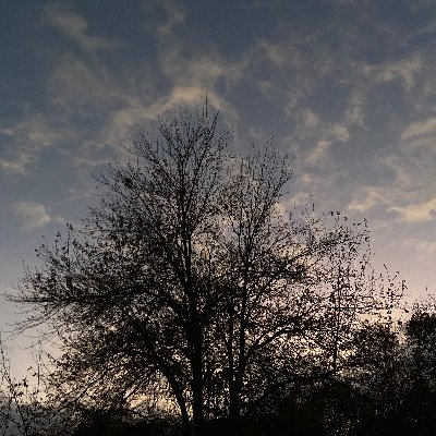 woovitthecat's profile picture. 