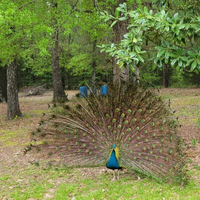 TheresaCar19162's profile picture. Pronouns:  woman, mother, grandmother, AMERICAN,  patriot, caregiver, leader, defender, fighter, Texan,  Floridan, and most importantly Christian  TURNING POINT