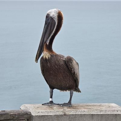 HoosierMustang's profile picture. 