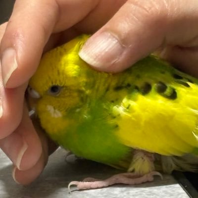 だいさんのプロフィール画像