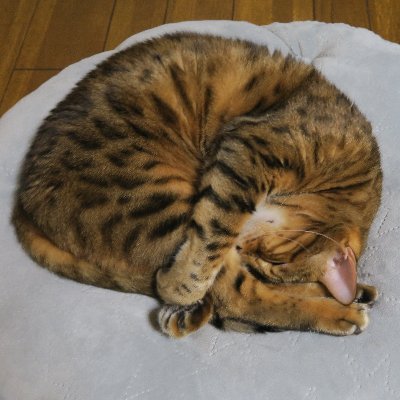 erika__salt's profile picture. 毎日猫日和🐾