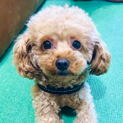 企業の広報担当をしています。学生時代はテレビ局の報道AD・寿司職人🍣。犬と暮らしてます🐶※発言は個人の見解です。
