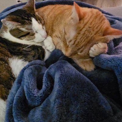 Cats4life869072's profile picture. Love of animals but especially cats 🐈