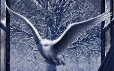 everdream_fc's profile picture. Official German Nightwish Fanclub Ever Dream