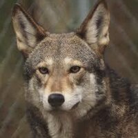 Red Wolf Coalition (@redwolfcoalitn) 's Twitter Profile