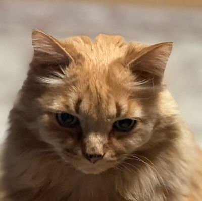 愛してる 心は繰り返すのに
そう簡単に 言葉に出来なくて
愛してる 言いたいけど言えないから
知ってほしいんだ
この想い さおぺんだけに
My Darling Do you love me?
この愛を さおぺんだけに
My Darling...