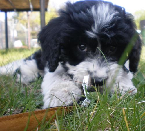 LifeAsJackson's profile picture. Hello, my name is Jackson and I am a dog. I live on the Maine coast. Follow my adventures throughout New England, and beyond here on Twitter.