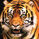 Dianne Robinson - @gusmaggiejoey - Twitter