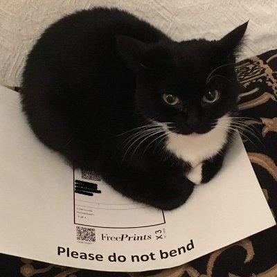 Dex_Dragon117's profile picture. 