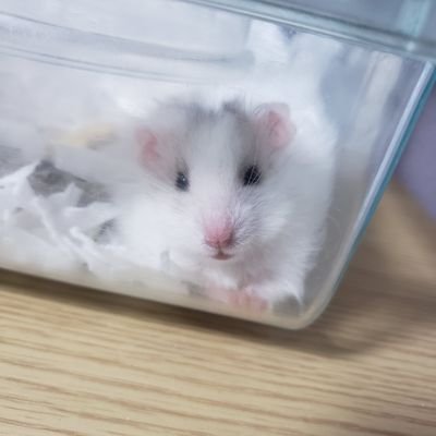ミョギドンさんのプロフィール画像