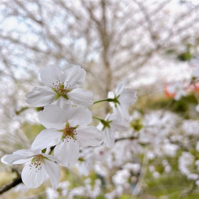 yu_koto1's profile picture. PT3年目