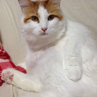 aira (@orangeslice5) / Posts / X