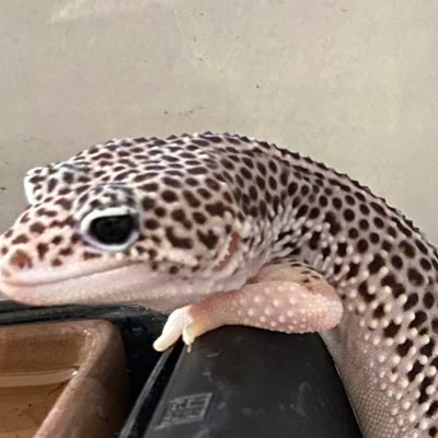 Lucanus08's profile picture. 元虫捕り少年。2021年ごろから鋏角類飼育開始。2024年にレオパもお迎えしました。