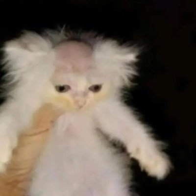 SillyGoose3829's profile picture. 