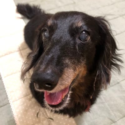 Ramen040601's profile picture. 16歳のミニチュアダックスのおばあちゃんワン🐶健康第一で長生きするよ👍　鳥、空、花の写真も大好きです💕　よろしくお願いします🙇‍♀️