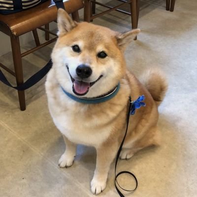 浜田省吾さんと柴犬まる🌈が大好きです。
身近な事を発信してきます。
自宅では柴犬が飼えない為、
皆さんのポストを見ながら癒されてます。
✦フォロワーさんのリポストは大丈夫ですが、引用は伝えたい内容等が正確に伝わらない為、辞めて頂きたいです。こだわりを持って内容を投稿しております。宜しくお願いします🙇