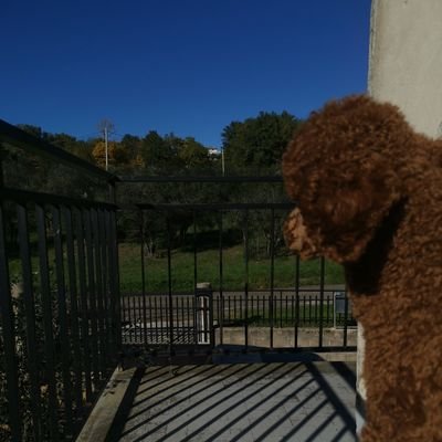 My dog is a reflection of my best side.
X is a reflection of everyone's dark side.