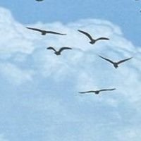 d_h_m_2000's profile picture. 𓆩 ❤️🕊كذا حنا كذا اثنين 𓆪𖤍❥