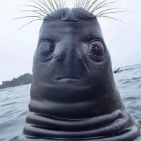 Napaleo (@newpetev1) 's Twitter Profile Photo