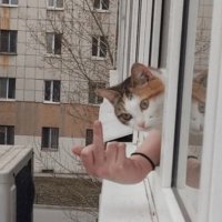 こーき (@zkbk0ttvqvrjzi6) 's Twitter Profile