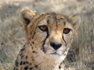 DCGSBiology's profile picture. Tweets about life from Dr Challoner's Grammar School Biology department.