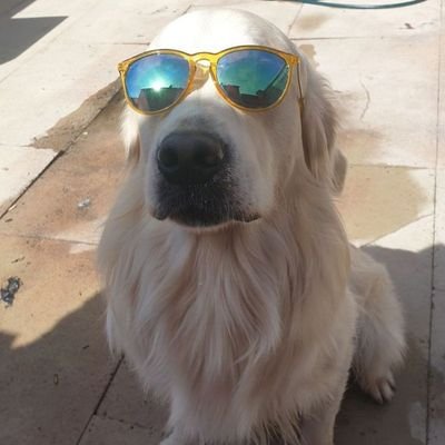 LadyMemecoin's profile picture. 