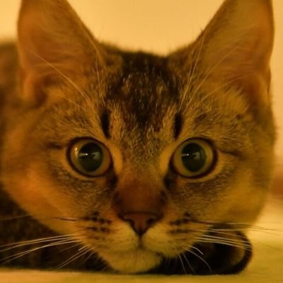 最近の人間は30文字あれば死んでしまう。クソ雑魚すぎる。猫地雷アイコン世界グランプリ金賞毎年受賞。商業デザイナーだった→ ストレスで脳梗塞→農民