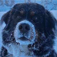 Kerttu theBMD (@huliberni) 's Twitter Profile