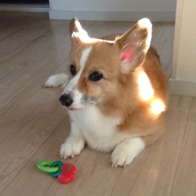 鉄腕ババコ🚀さんのプロフィール画像