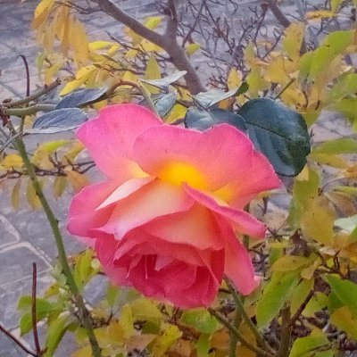 curieux de tous, j'adore la Nature,peu coquin jamais vulgaire,je suis là pour faire de jolies rencontres, pour parler de vous et de la vie 😘 . Pas🤑 entre nous