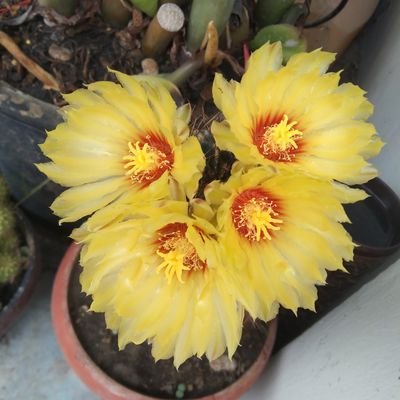 Butrtriya1's profile picture. 💛🇹🇭💜🇹🇭💛💜❤️👑💰🍀🍀