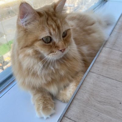 小山担  HONEYYY🍯 設定せぶん 北陸 セキセイインコ 軽度知的障害 推し活垢 闘病垢