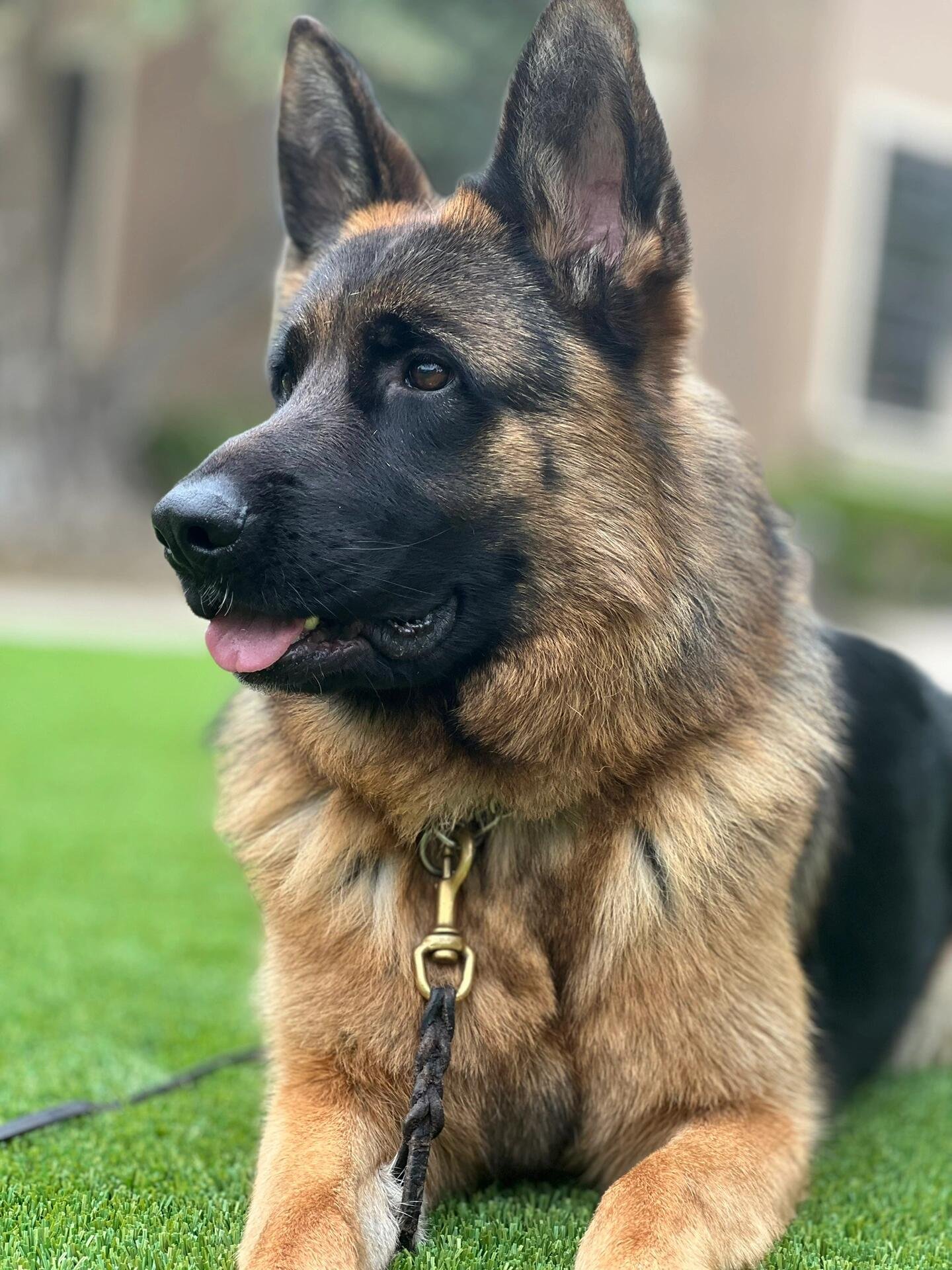 I usually take my dog for a walk 🐶 I enjoy golf ⛳ biking 🚴♀️ scuba diving 🤿 fitness 🏃 reading 📚 I love connecting with genuine people.