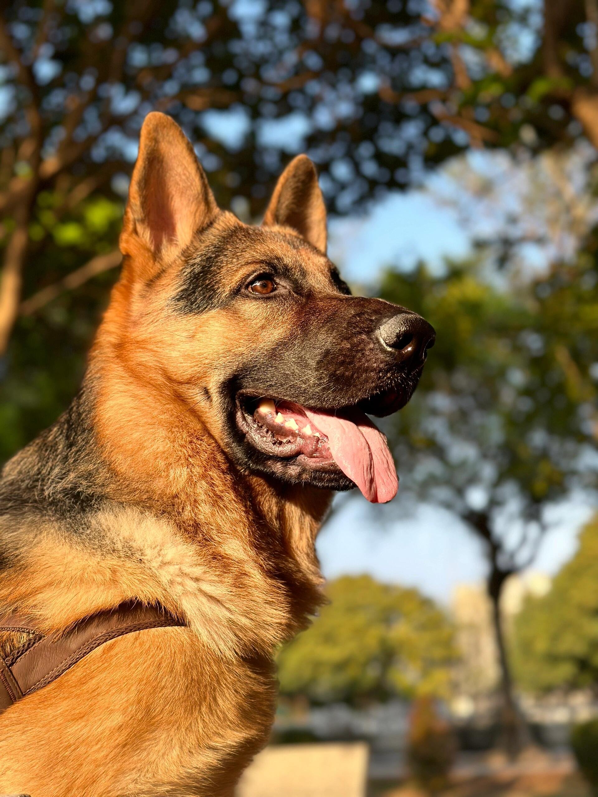 I usually take my dog for a walk 🐶 I enjoy golf ⛳ biking 🚴♀️ scuba diving 🤿 fitness 🏃 reading 📚 I love connecting with genuine people.