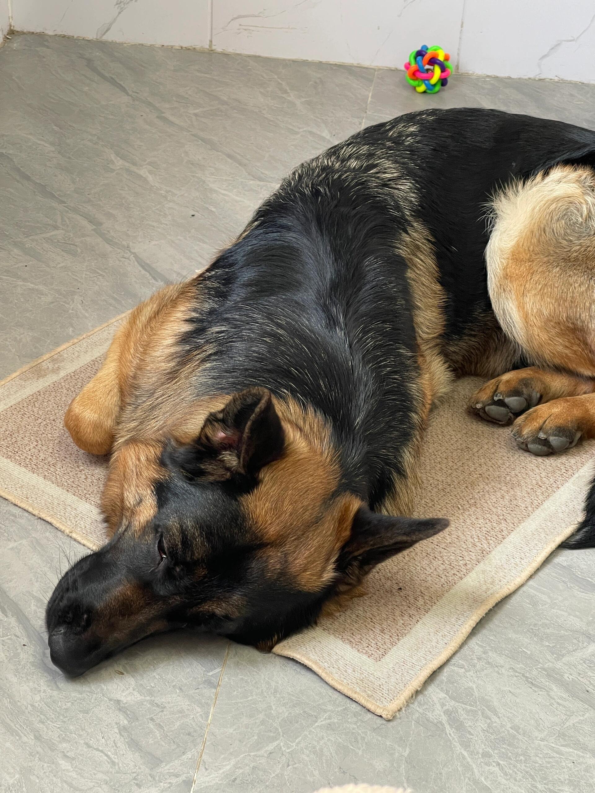 I usually take my dog for a walk 🐶 I enjoy golf ⛳ biking 🚴♀️ scuba diving 🤿 fitness 🏃 reading 📚 I love connecting with genuine people.